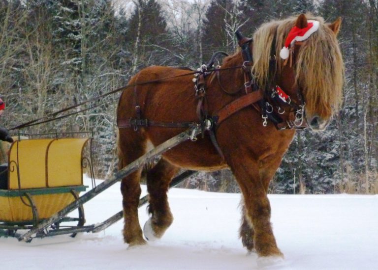 Åk häst och vagn!